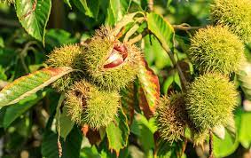 Chestnut Tree Châtaignier 3 Gallon/11.36 Litres Air Pruned using RootMaker®