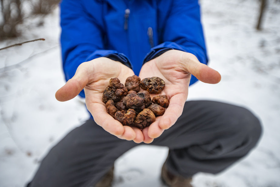 Orchards Legacy Pecan Truffle Hazelnut Tree